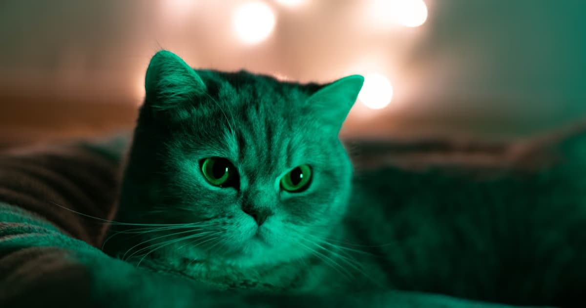 Dream About Cats Meaning: Beyond the Feminine Symbol