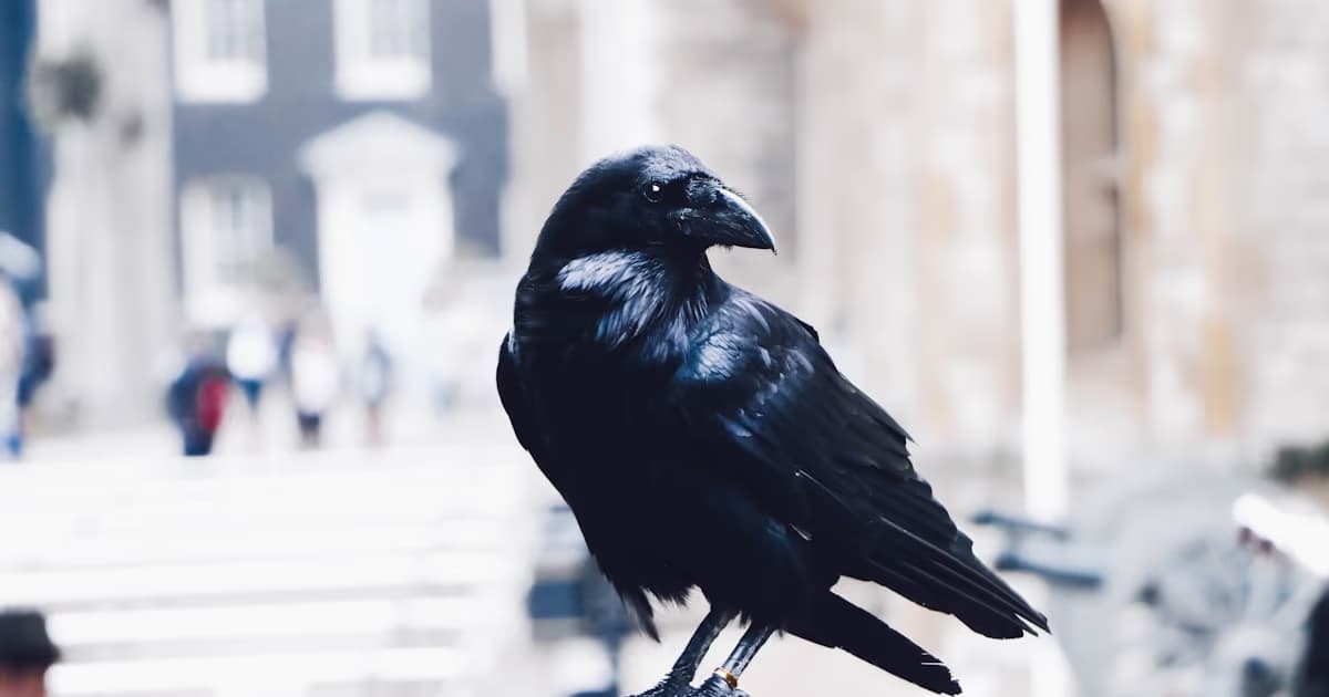 Crow Symbolism in Dreams: Intelligence, Transition, and the Refusal of Easy Answers