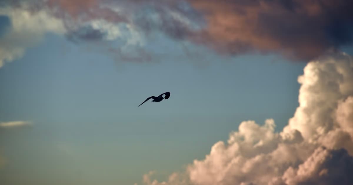 What Does It Mean to Dream About Flying?
