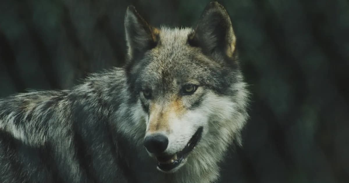 Dream About Wolves Meaning — Why the Pack Appears When You Stop Listening to Yourself