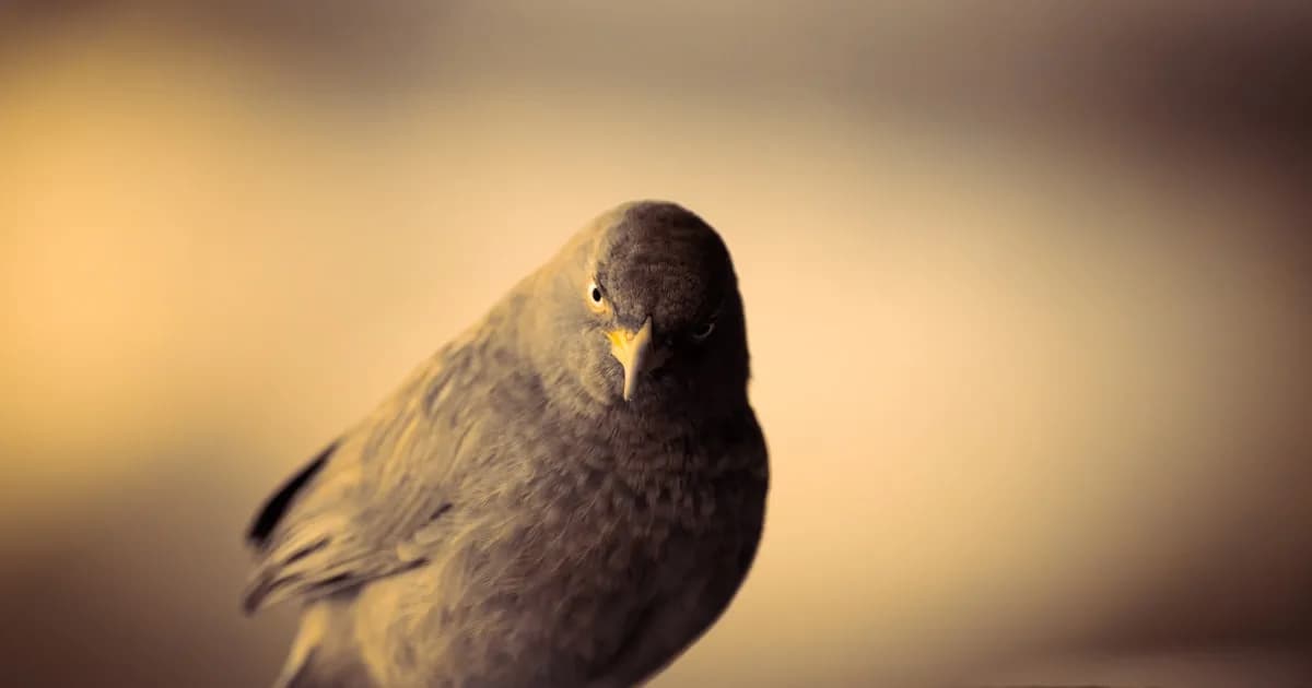 Dream About a Black Bird: What It Felt Like Before What It Means