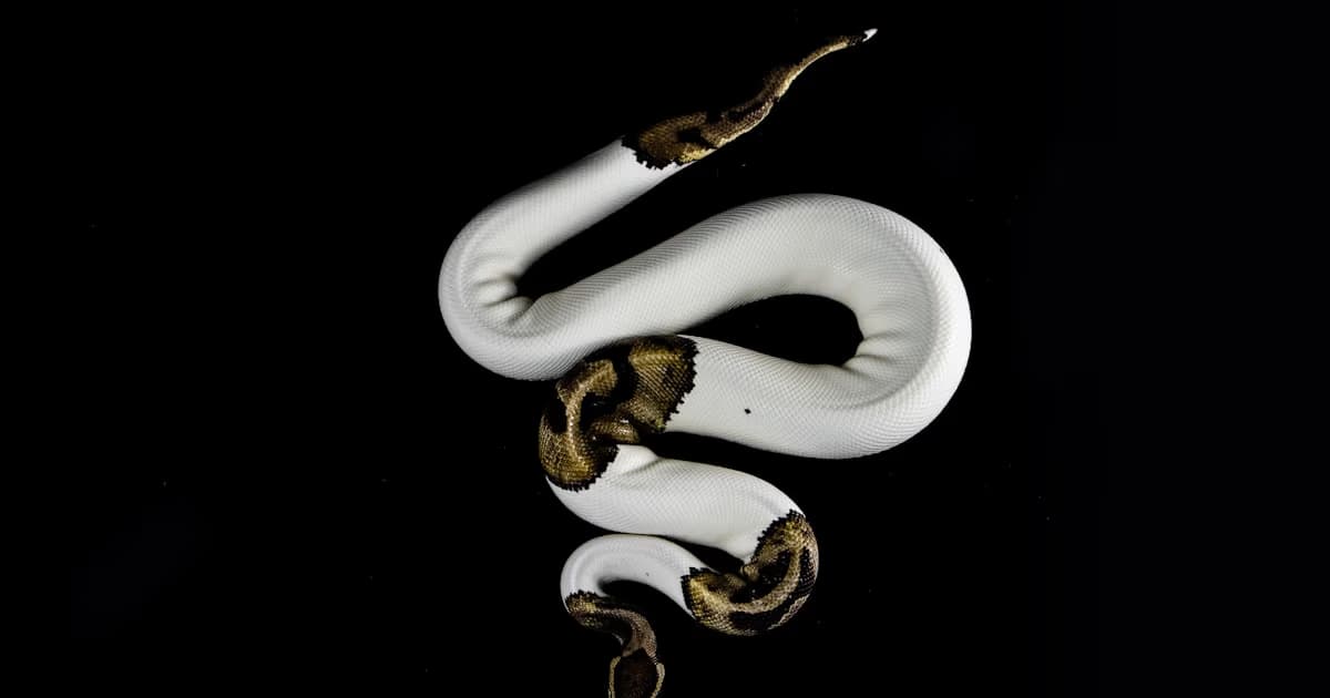 What Does It Mean to Dream About Snakes?