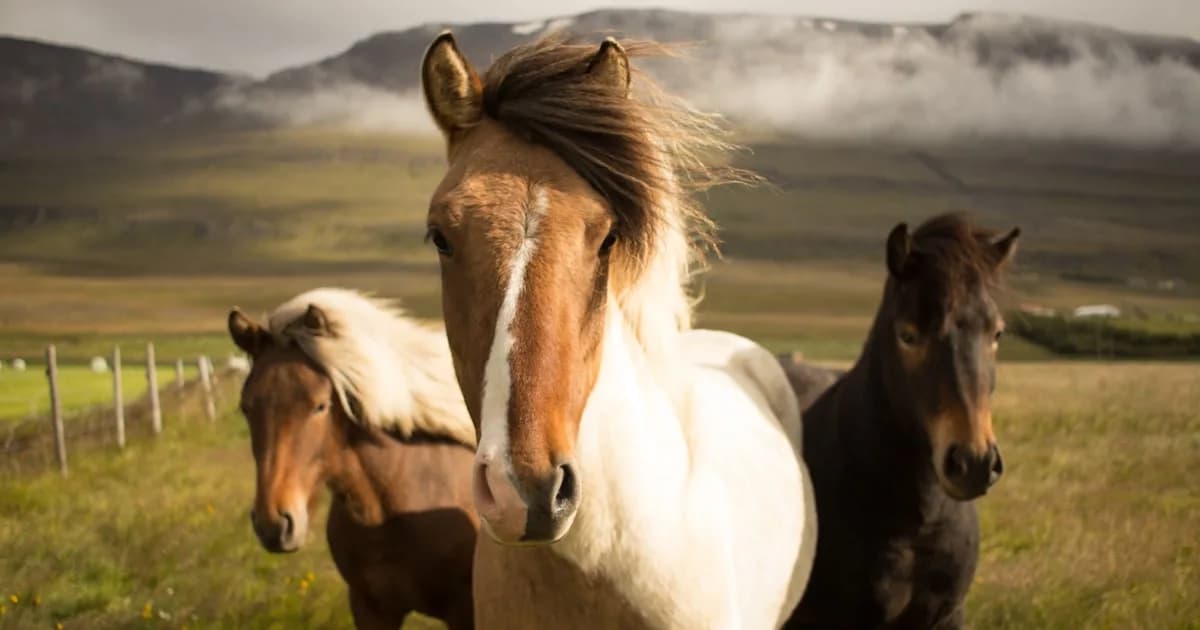Dream About Horses Meaning: What Your Horse Dream Actually Reveals