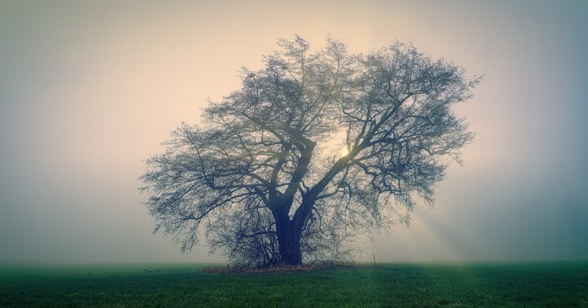 Tree Symbolism in Dreams: The Image Before the Meaning