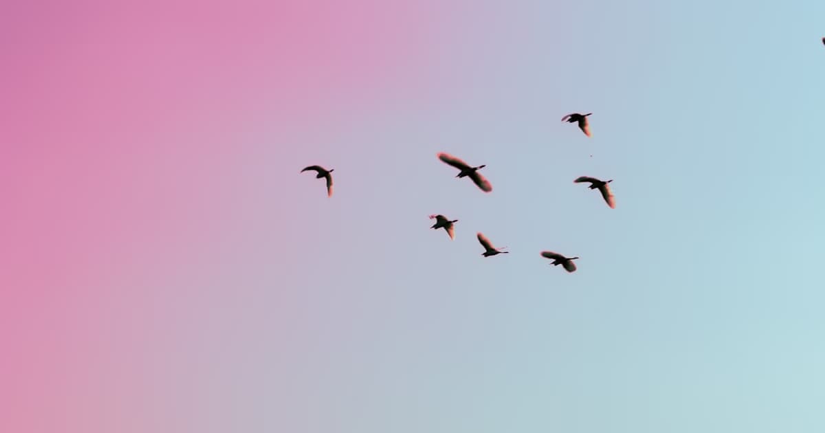 Dream About Birds Meaning: Beyond Freedom and Flight