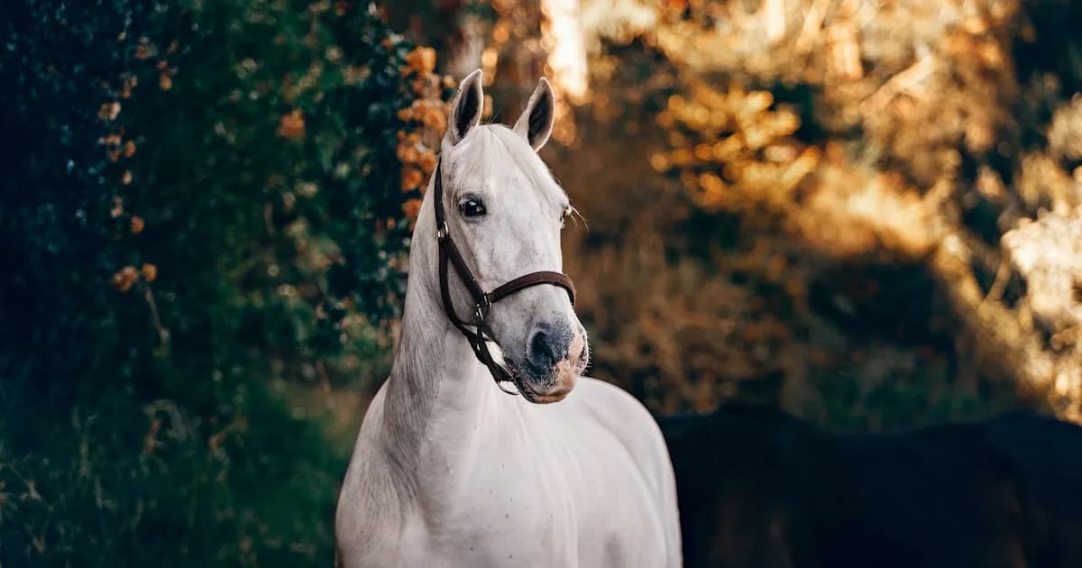 Caballos en Sueños: Cómo Interpretar Auténticamente tu Sueño con Caballos