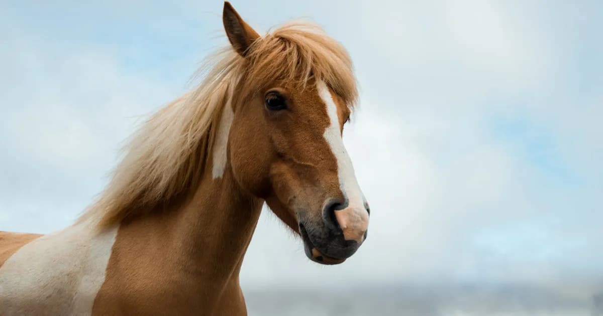 Horse Symbolism in Dreams: Meeting Your Own Life-Force