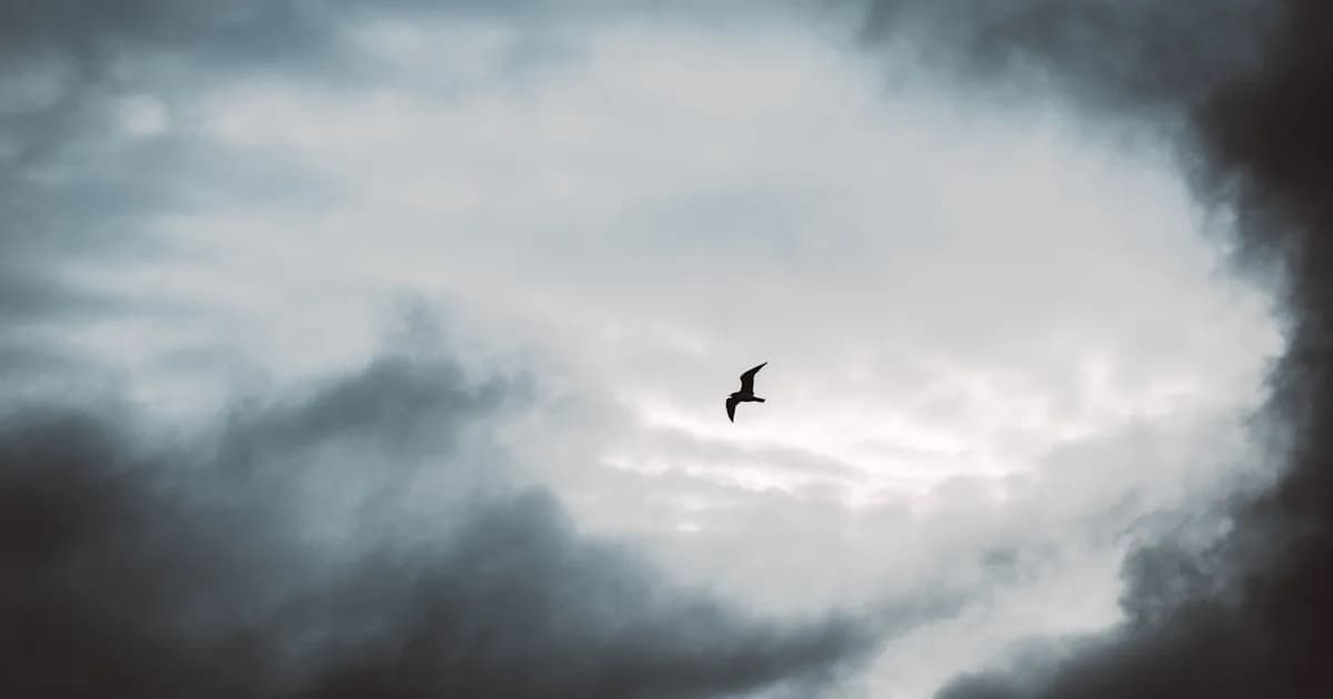 El pájaro negro en tus sueños: emoción antes que significado