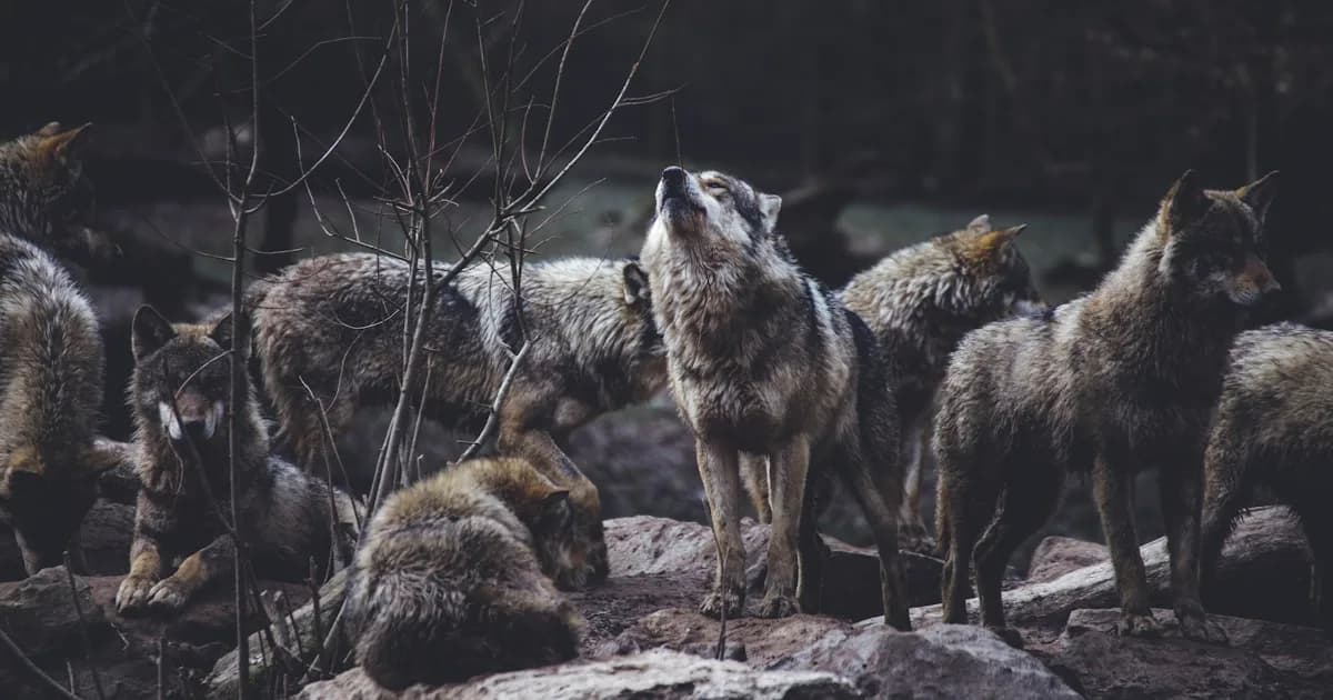Qué significan los sueños con lobos: una exploración emocional y personal